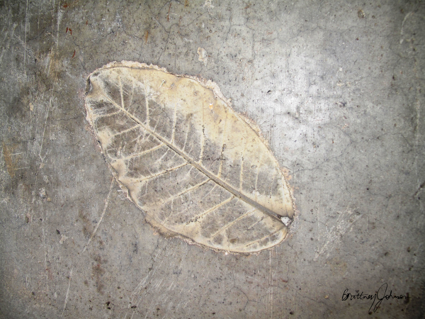 Leaf Imprint I
