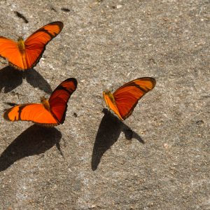Butterflies Taking Off