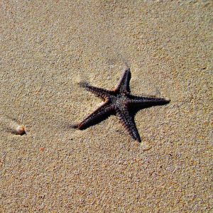 Single Starfish