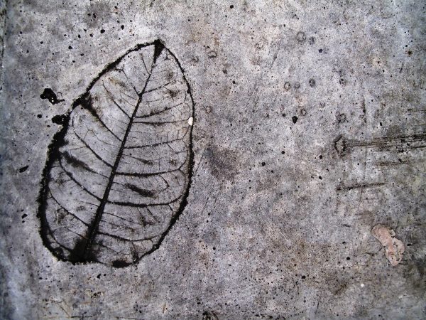 Leaf Imprint III
