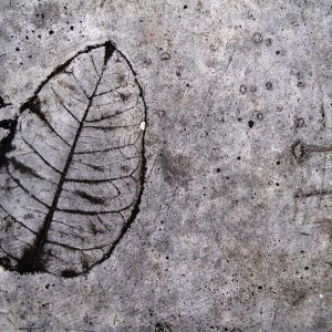 Leaf Imprint III